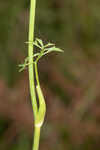 Coastal plain angelica